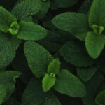 menthe