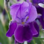 iris