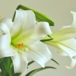lys blanc