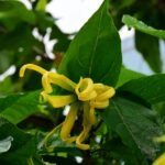 ylang