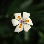 fleur de monoi