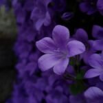 violette