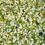 Jasmin