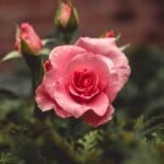 rose de Bulgarie