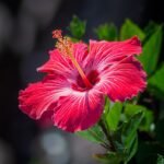 hibiscus