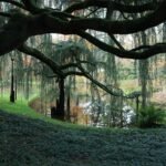 bois de cèdre