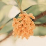 Osmanthus